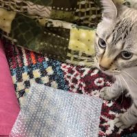プチプチの前でお座りをしている猫