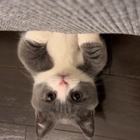 ソファの下から顔を出す猫