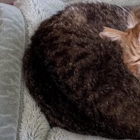 猫に頭を乗せられているキジ白猫