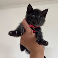 抱き上げられる子猫