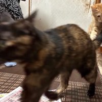 猫と遊ぶ子猫