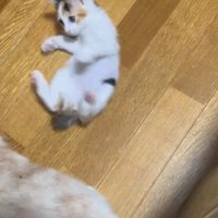横になっている子猫