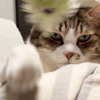 前脚に置かれたオモチャを投げる猫