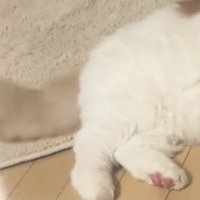 動く猫のしっぽ