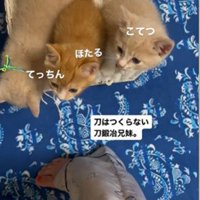 人の足元で鳴いている3匹の子猫