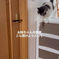 諦めた猫