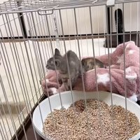 ケージの中の威嚇をする子猫を見ている大人猫