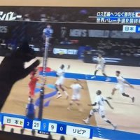 跳ぶ猫