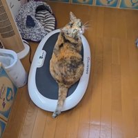 ダイエットマシンに乗って動くのを待っている猫