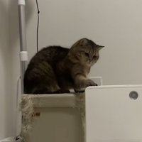 右手でなでるように猫パンチ