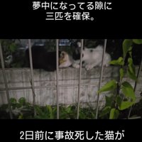 ごはんを食べる子猫たち