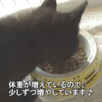 ごはんを食べるロコちゃん