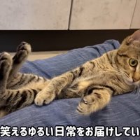 膝の間にすわっている猫