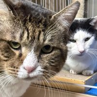 並んでカメラを見つめるキジ白猫とカツラくん