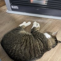 丸くなってヒーターにあたる猫