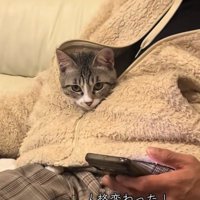 服の中から顔を出す猫