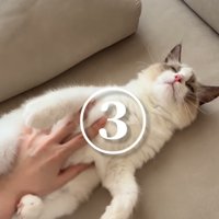 ソファーでお腹をなでられる猫