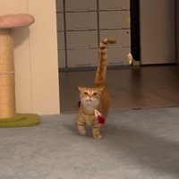 ネズミのおもちゃをくわえて歩くらむくん