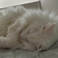 穏やかな顔で眠る猫