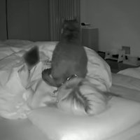 深夜のカメラ映像