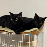 室内にいる猫たち