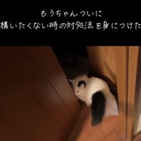 開いたドアの隙間で立ち止まるマンチカン