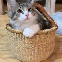 カゴに入った猫