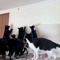 よじ登る猫