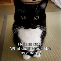 正面を見つめる猫