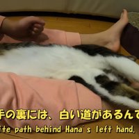 手を上に伸ばしている猫