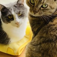 飼い主さんのほうを見るハチワレ猫とキジトラ猫