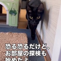 壁に沿って歩く猫