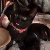 小さな声で短く鳴き声を発するピンクの首輪を着けた子猫