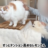 コタツの上に立つ猫