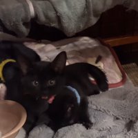 毛布を前足で揉む青い首輪の子猫