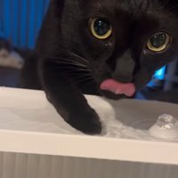 お口を舐める猫