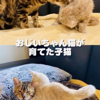子猫の面倒をみるミックス猫