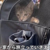 キャリーの中の子猫