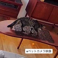 猫よけマットの上を歩いていく猫