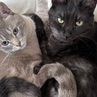 グレーと黒の猫