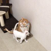 座る茶白の前を歩く白猫
