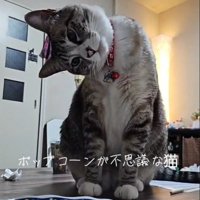 初めてみるねこ