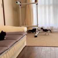 遊んでいる2匹の子猫とソファの上にいる1匹の子猫