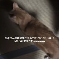 猫の背中