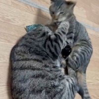 ケンカする猫2匹1