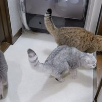 3匹の猫の写真
