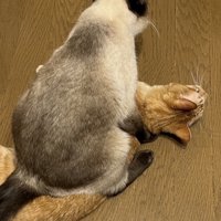 シャム柄の猫に乗られる茶トラ猫