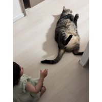 室内にいる猫と女の子