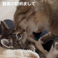 子猫の口元に顔（左側）をくっつけている麦わら猫