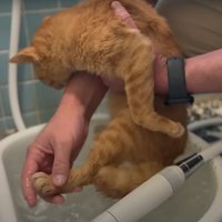 洗われる猫